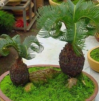 搬家风(fēng)水植物